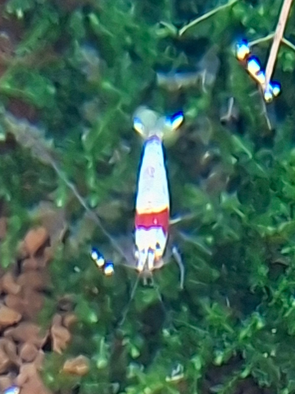 Chrystal red garnalen, hoge gradatie, Kreeft, Krab of Garnaal, Zoetwatervis, Schoolvis