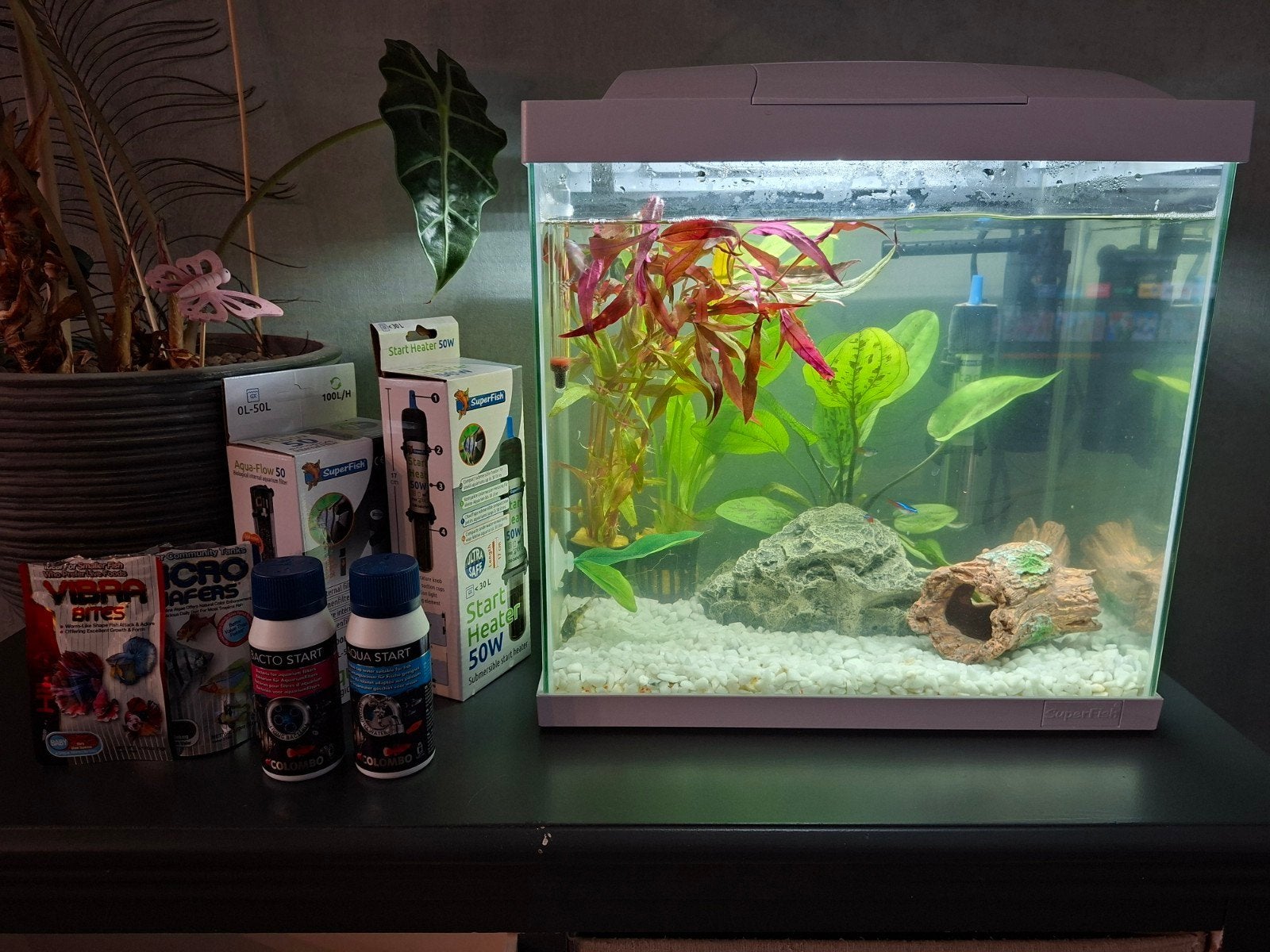 Aquarium met vissen en toebehoren, Ophalen, Zo goed als nieuw, Overige typen