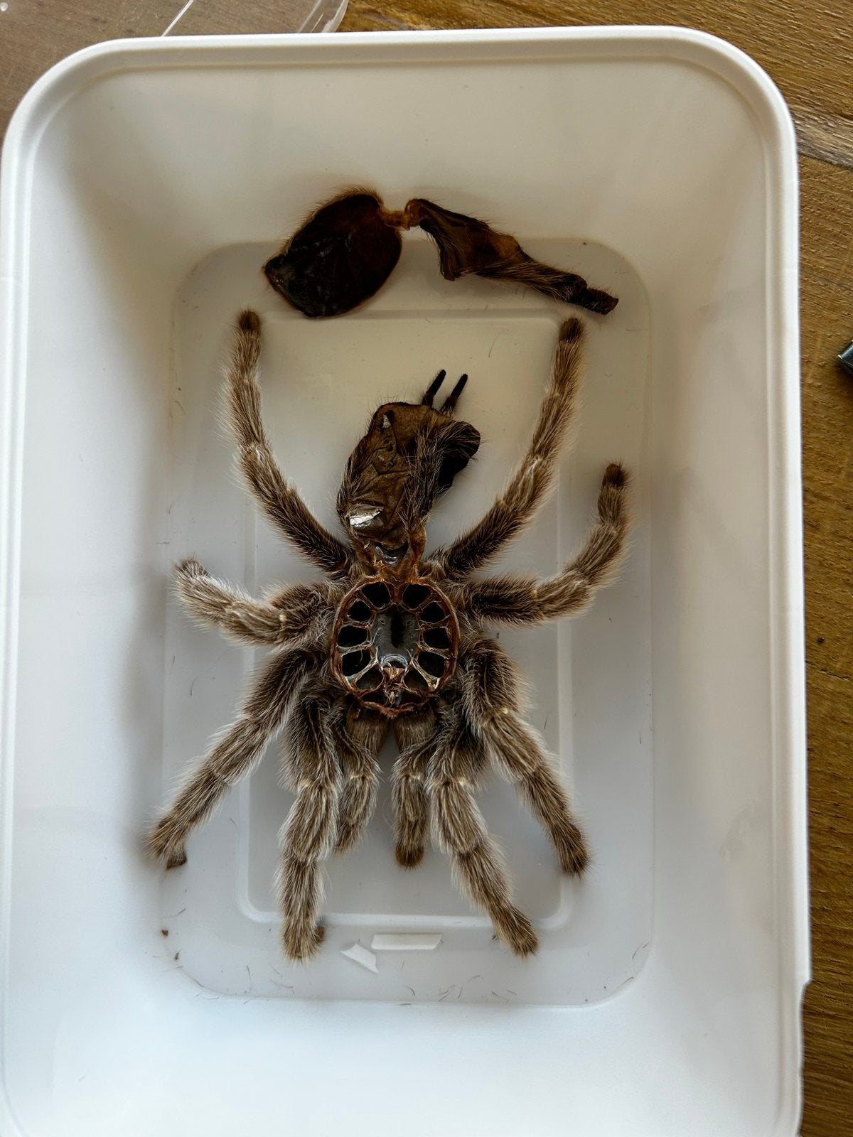 Vogel spin molt Tarantula