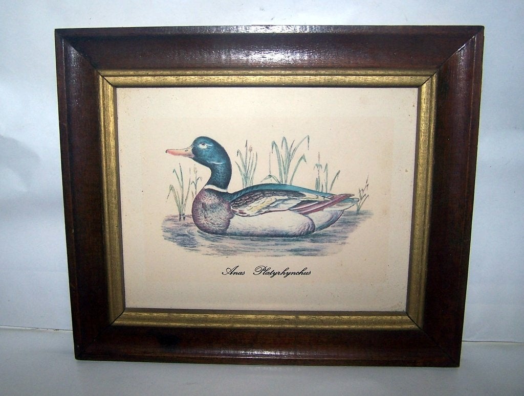 Vintage print Wilde eend. Achter glas, houten lijst. 26x22cm, Ingelijst, Ophalen of Verzenden, Dieren en Natuur