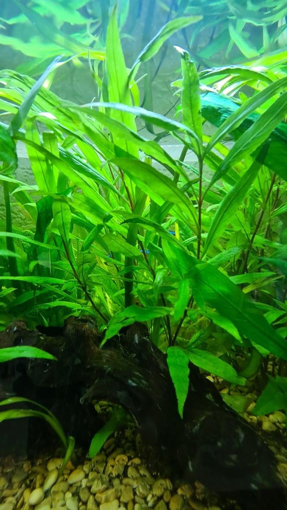 Aquarium algen, Vis