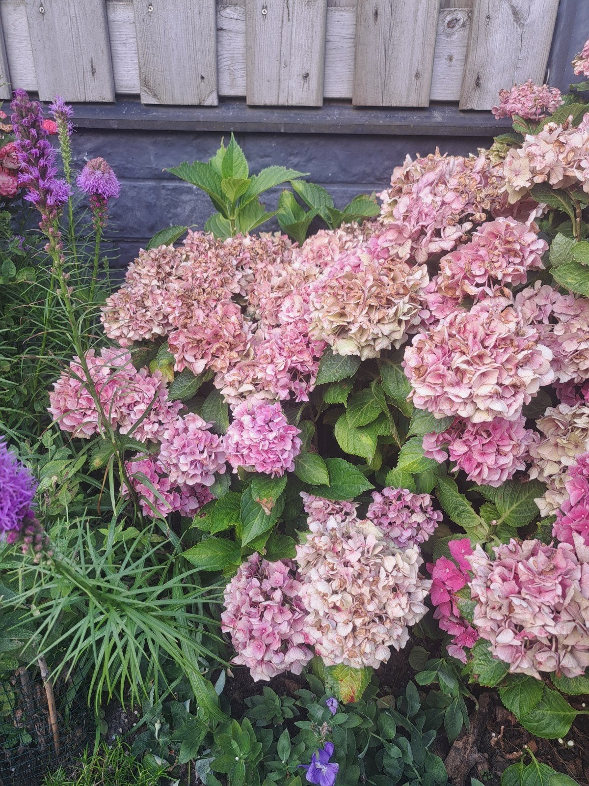 hortensia, Ophalen, Overige soorten, Halfschaduw