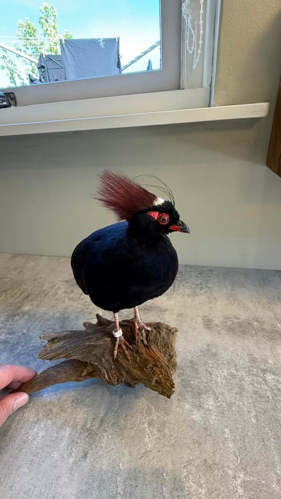 Opgezette roulroul, Ophalen of Verzenden, Nieuw, Vogel, Opgezet dier