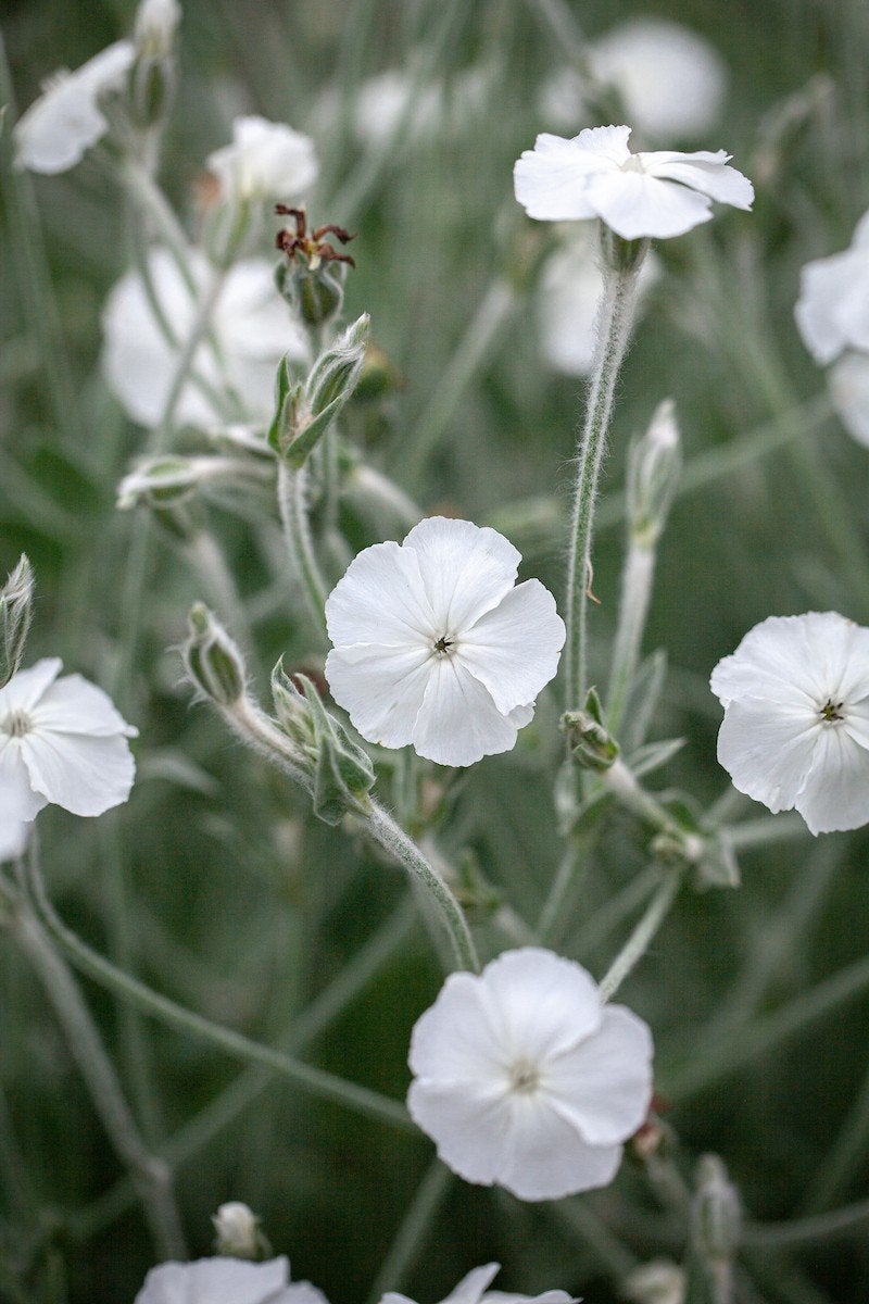 Prikneus Wit zaden, Lychnis coronaria "Alba", Tuin en Terras, Verzenden, Volle zon