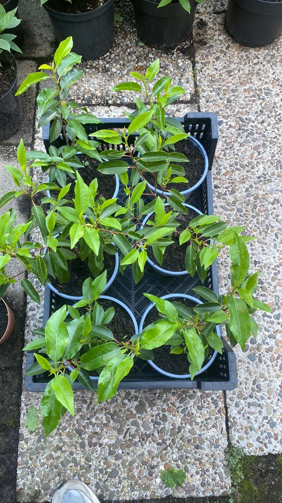 Prunus lusitanica, Ophalen, Overige soorten, Halfschaduw