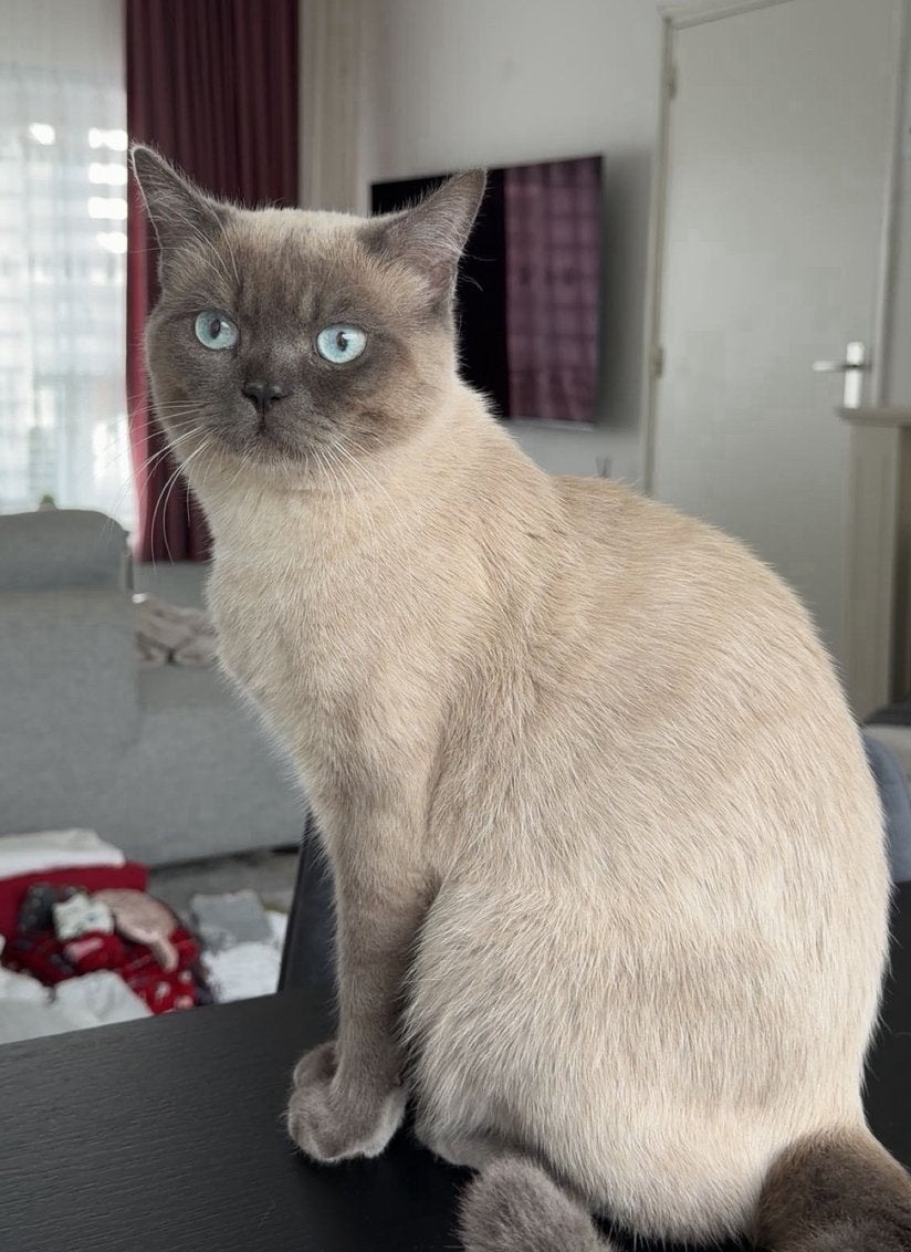 Britse Korthaar dekkater beschikbaar – Blue Point, 0 tot 2 jaar