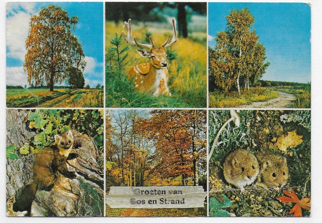 Horst Limburg gelopen ansichtkaart (B 2919, Ophalen of Verzenden, 1980 tot heden, Gelopen, Limburg