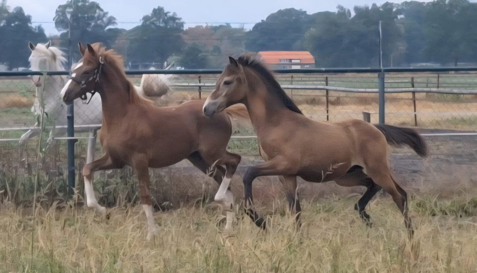2 zeer goed bewegende NRPS hengstveulens te koop!, Met stamboom, Dressuurpony, Niet van toepassing, 0 tot 2 jaar