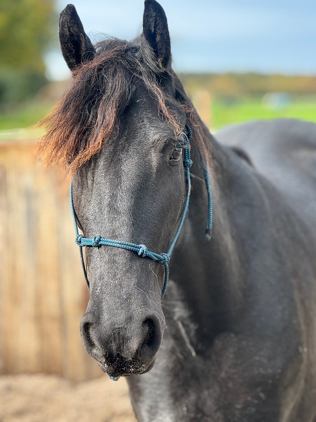 Bijrijder Fries paardje (locatie Eemnes), Toebehoren, 1 paard of pony