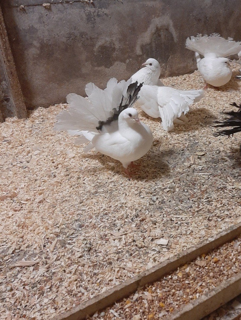 pauwstaart, Dieren en Toebehoren, Vogels | Duiven, Meerdere dieren, Overige soorten