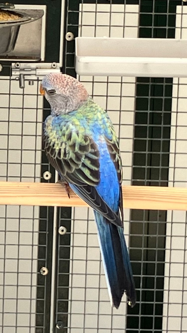 Bourke opaline blauw selectie , mei ‘26, Mannelijk