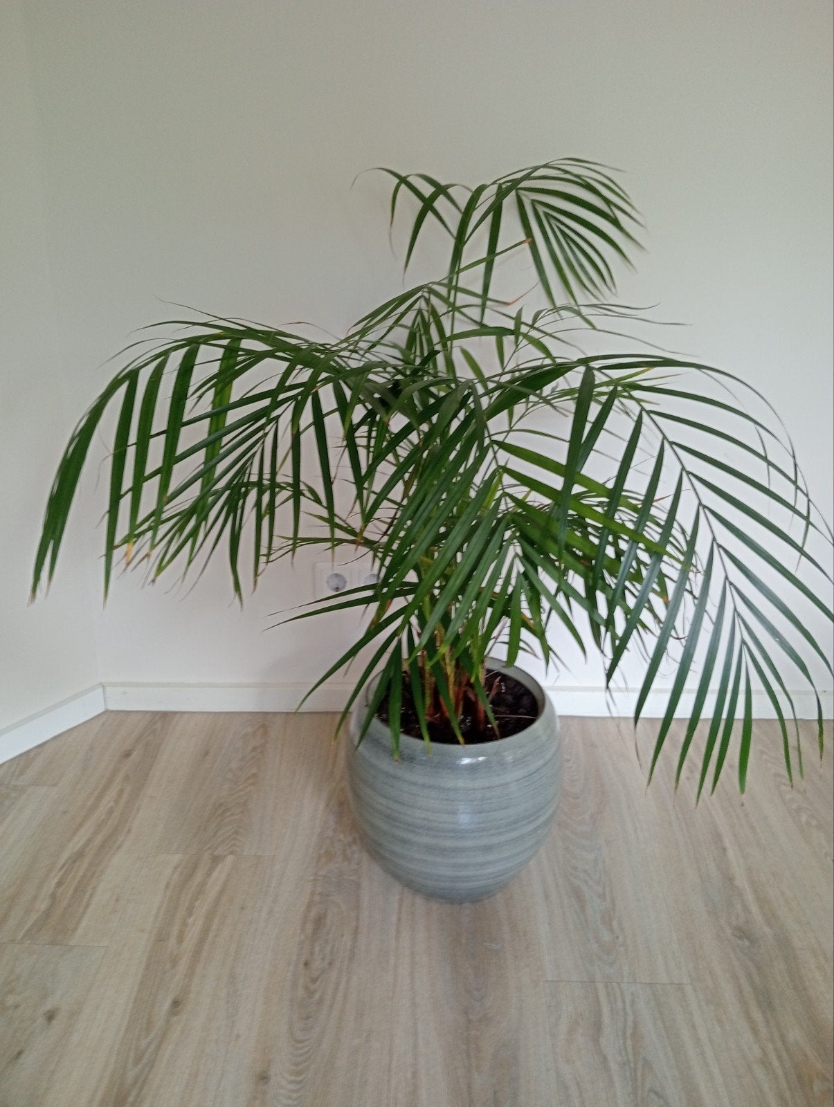Mooie kamerpalm in pot, Ophalen