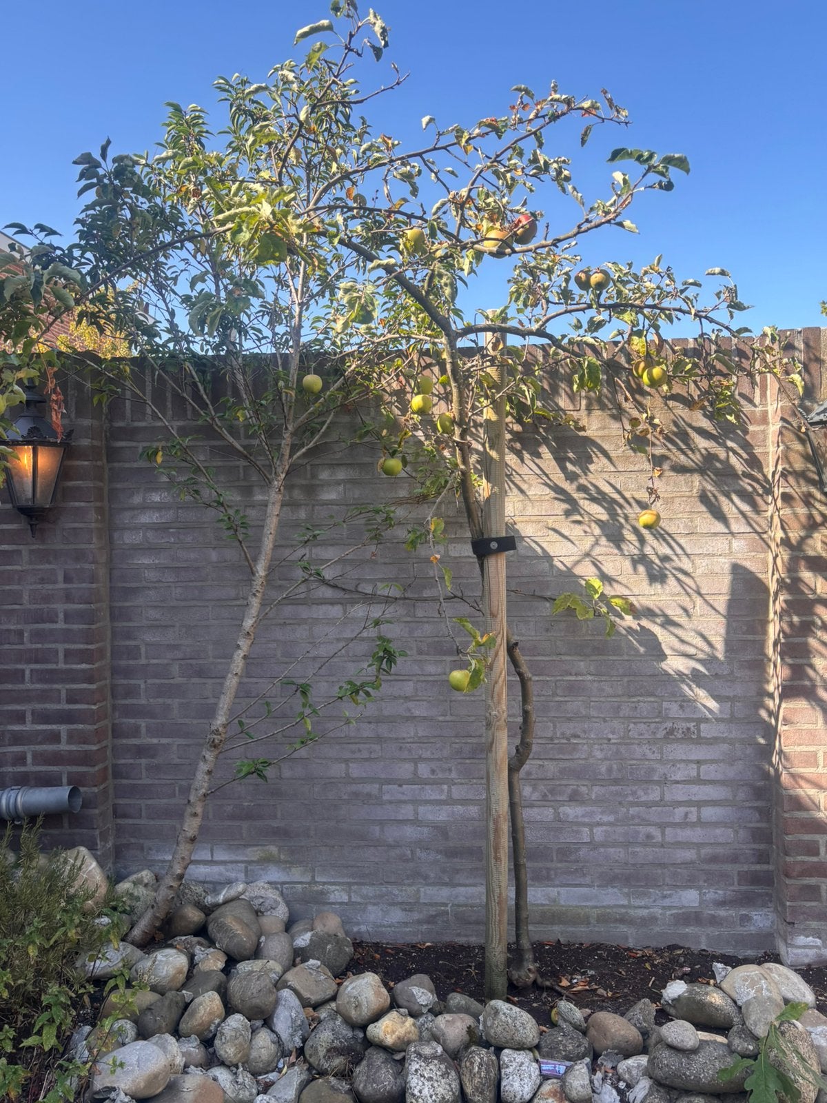 Fruitboom- appelboom., Tuin en Terras, Planten | Bomen, Ophalen, Lente, Volle zon, Overige soorten