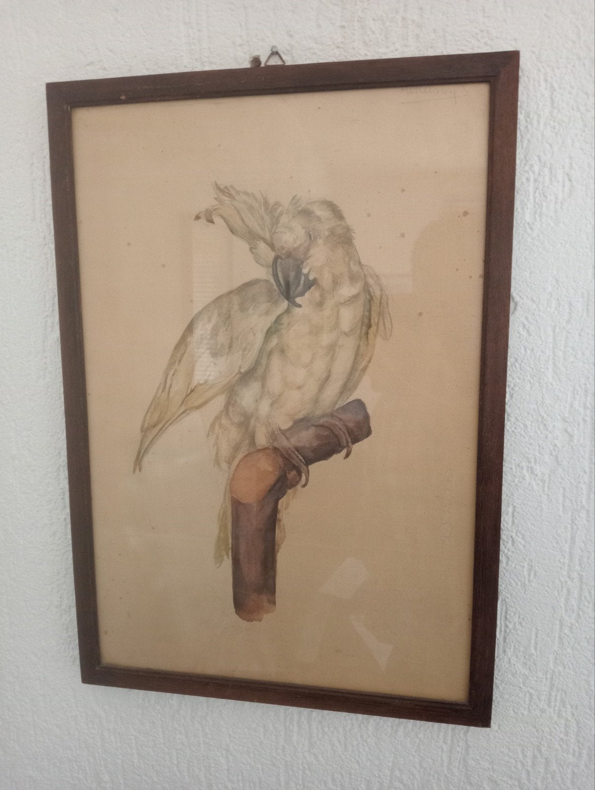 Vintage aquarel van kaketoe, gesigneerd en ingelijst, Antiek en Kunst, Ophalen of Verzenden, Tekening, Aquarel, Gesigneerd