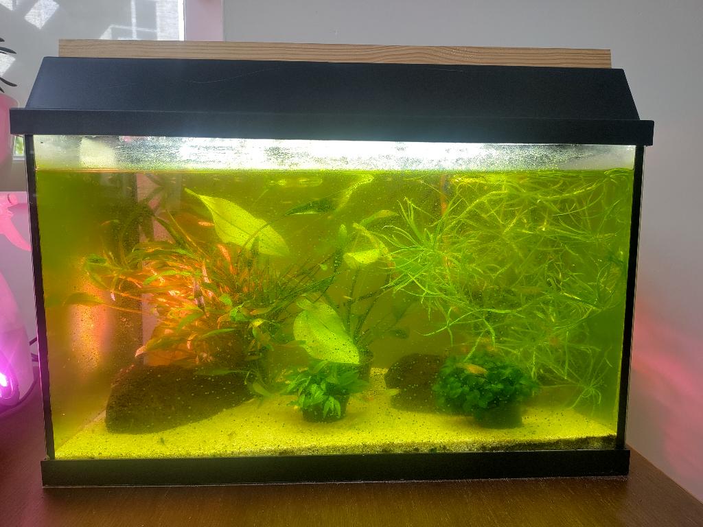 Aquarium met guppen en garnalen, Dieren en Toebehoren, Vissen | Aquariumvissen, Vis, Zoetwatervis