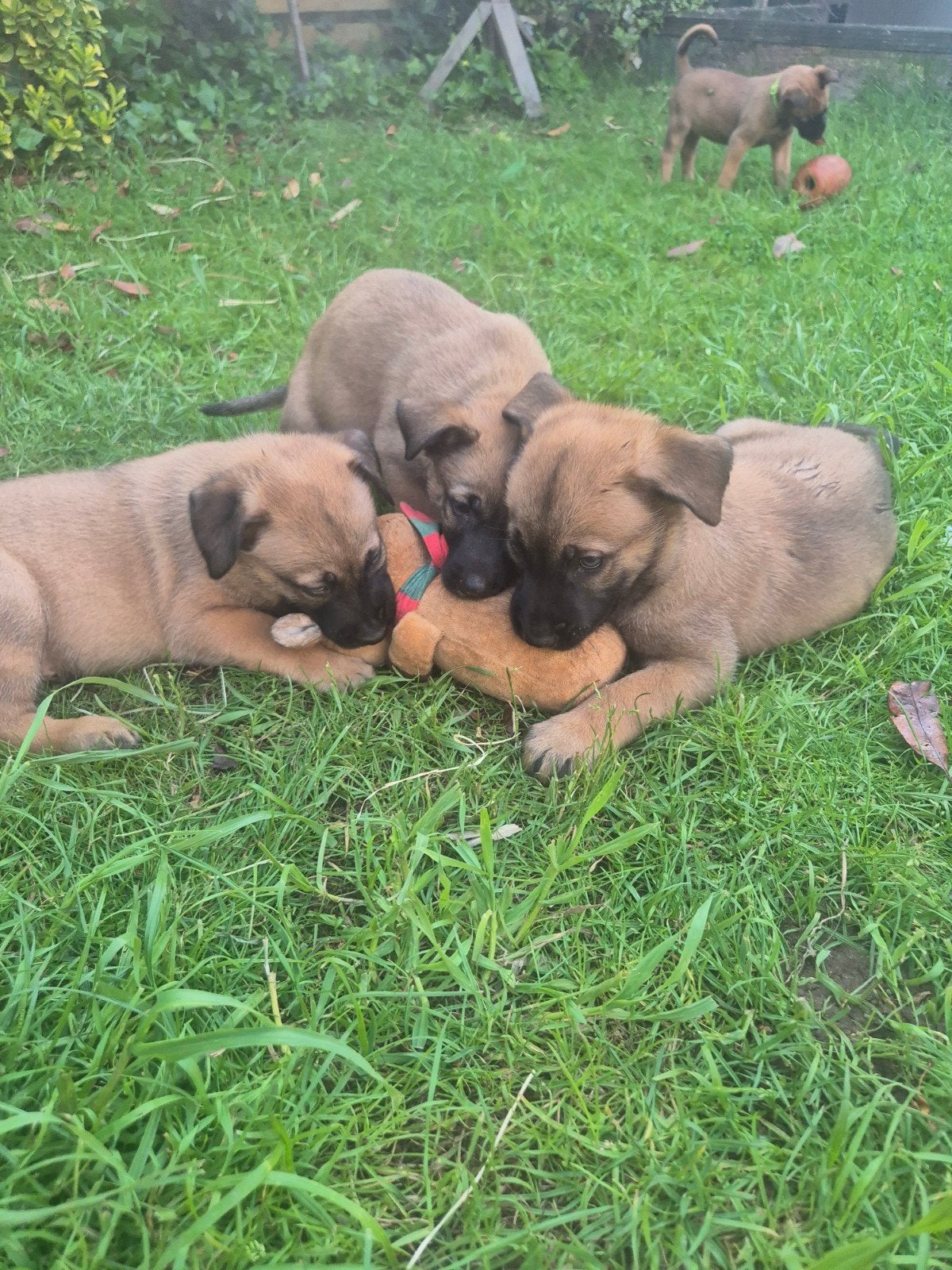 Mechelse herder pups, Dieren en Toebehoren, Honden | Herdershonden en Veedrijvers, 8 tot 15 weken, Teef, Meerdere, Herder