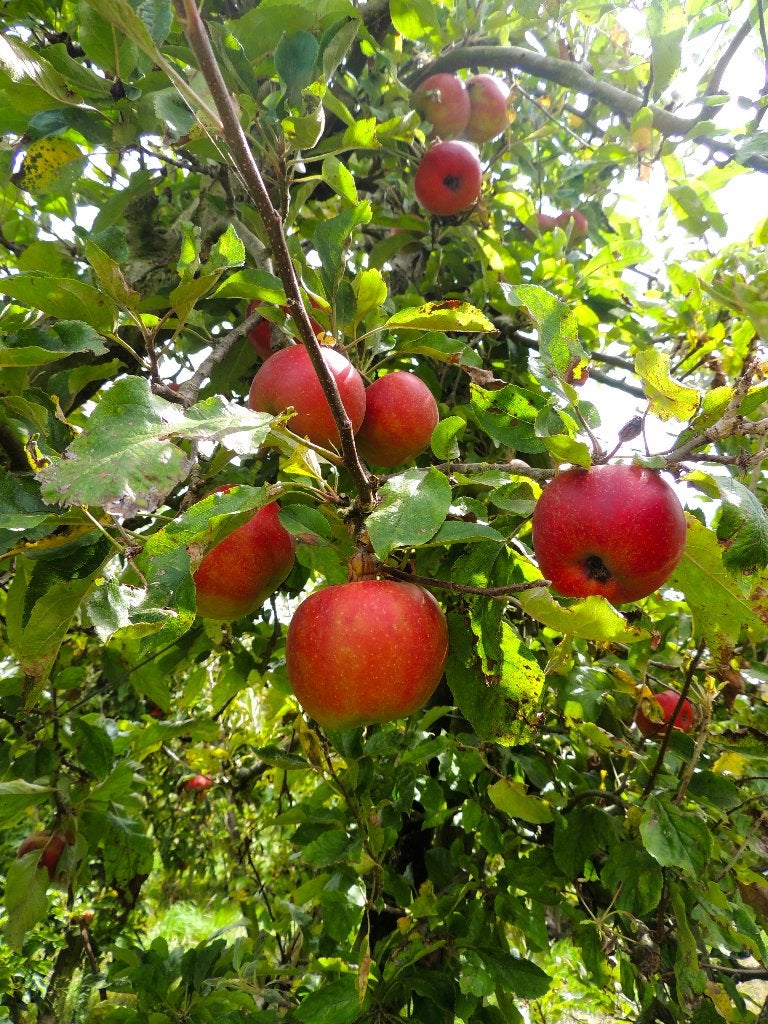onbespoten appels, Diversen, Levensmiddelen, Ophalen of Verzenden
