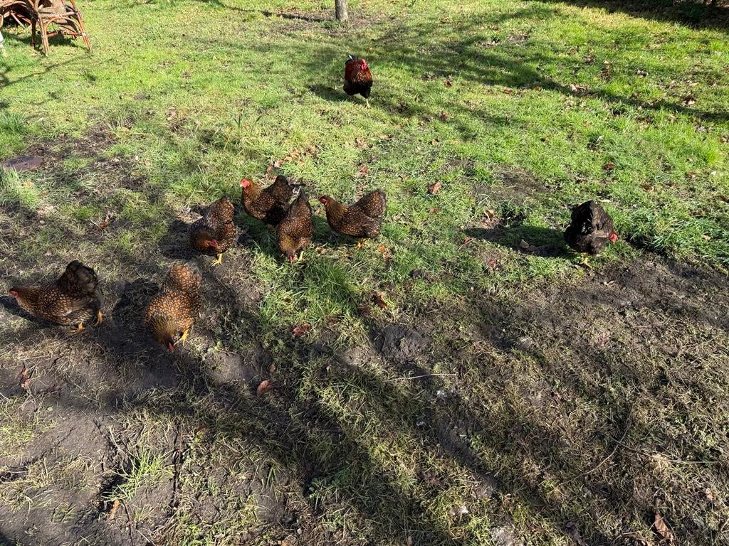 Verse broedeieren Wyandotte kriel., Dieren en Toebehoren, Pluimvee, Vrouwelijk, Kip