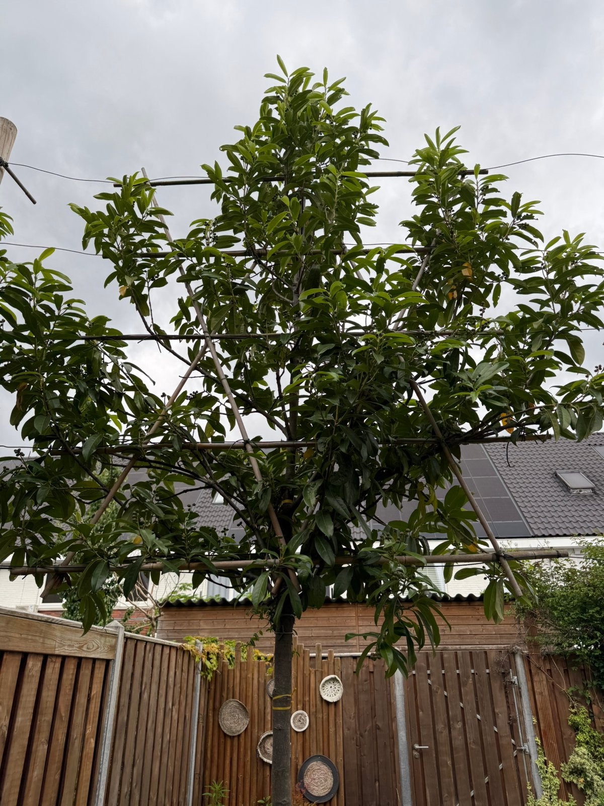 Leiboom - prunus laurocerasus caucasica 5 stuks per st 69,99, Ophalen, Volle zon, Overige soorten, 250 tot 400 cm