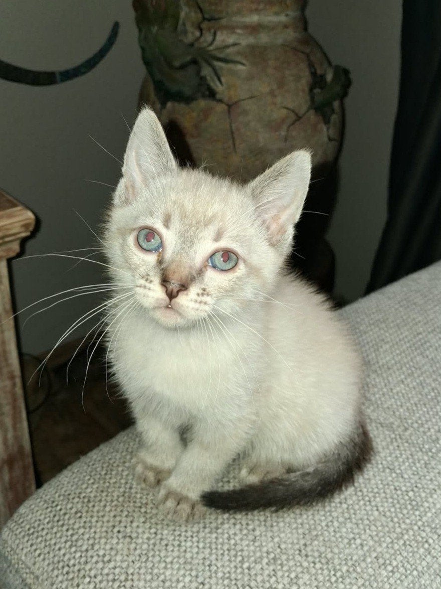 siameesjes tabby point kittens, Dieren en Toebehoren, Meerdere dieren, Ontwormd, 0 tot 2 jaar
