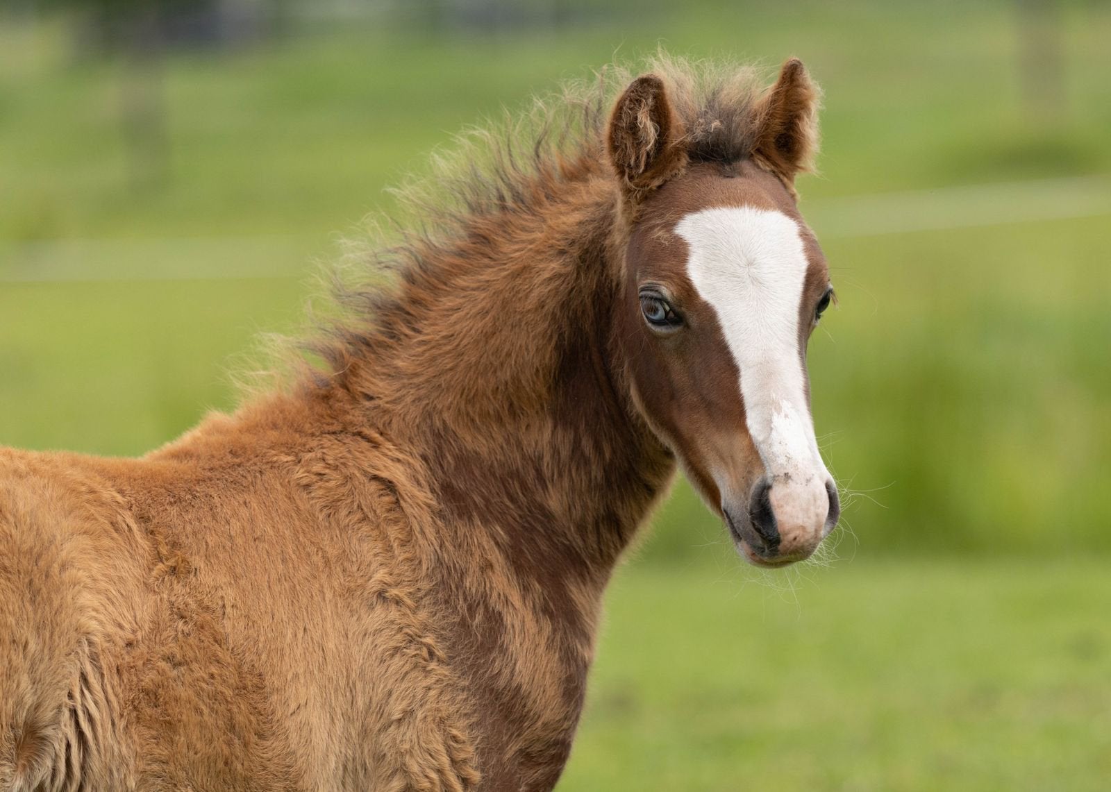 Super leuk bruin hengst veulen te koop, Met stamboom, Niet van toepassing, 0 tot 2 jaar, Hengst
