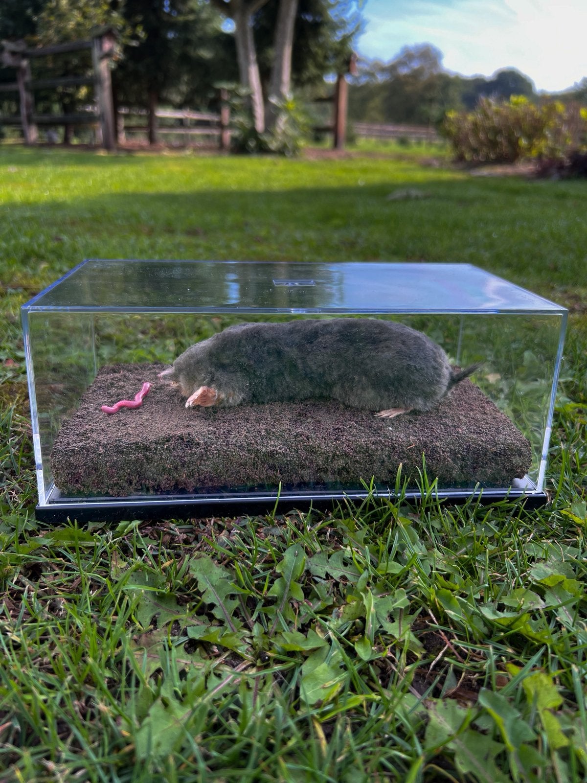 Nieuw opgezette mol incl vitrine / stolp, Ophalen of Verzenden, Nieuw, Wild dier, Opgezet dier