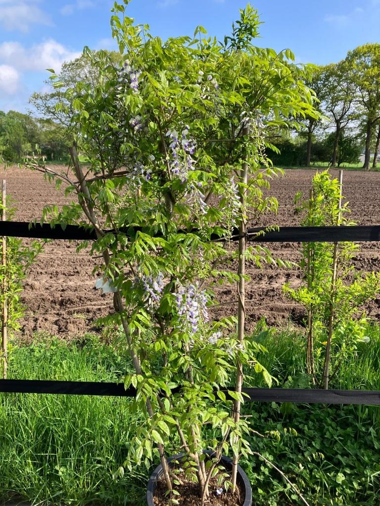 Blauwe Regen, Wisteria sinensis, Tuin en Terras, Planten | Tuinplanten, Ophalen, Lente, Klimplanten, Volle zon
