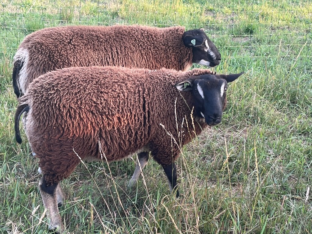 Swifter  Dekrammen ( Dassenkop / dassenkopdragers), Dieren en Toebehoren, Schapen, Geiten en Varkens, Meerdere dieren, Schaap