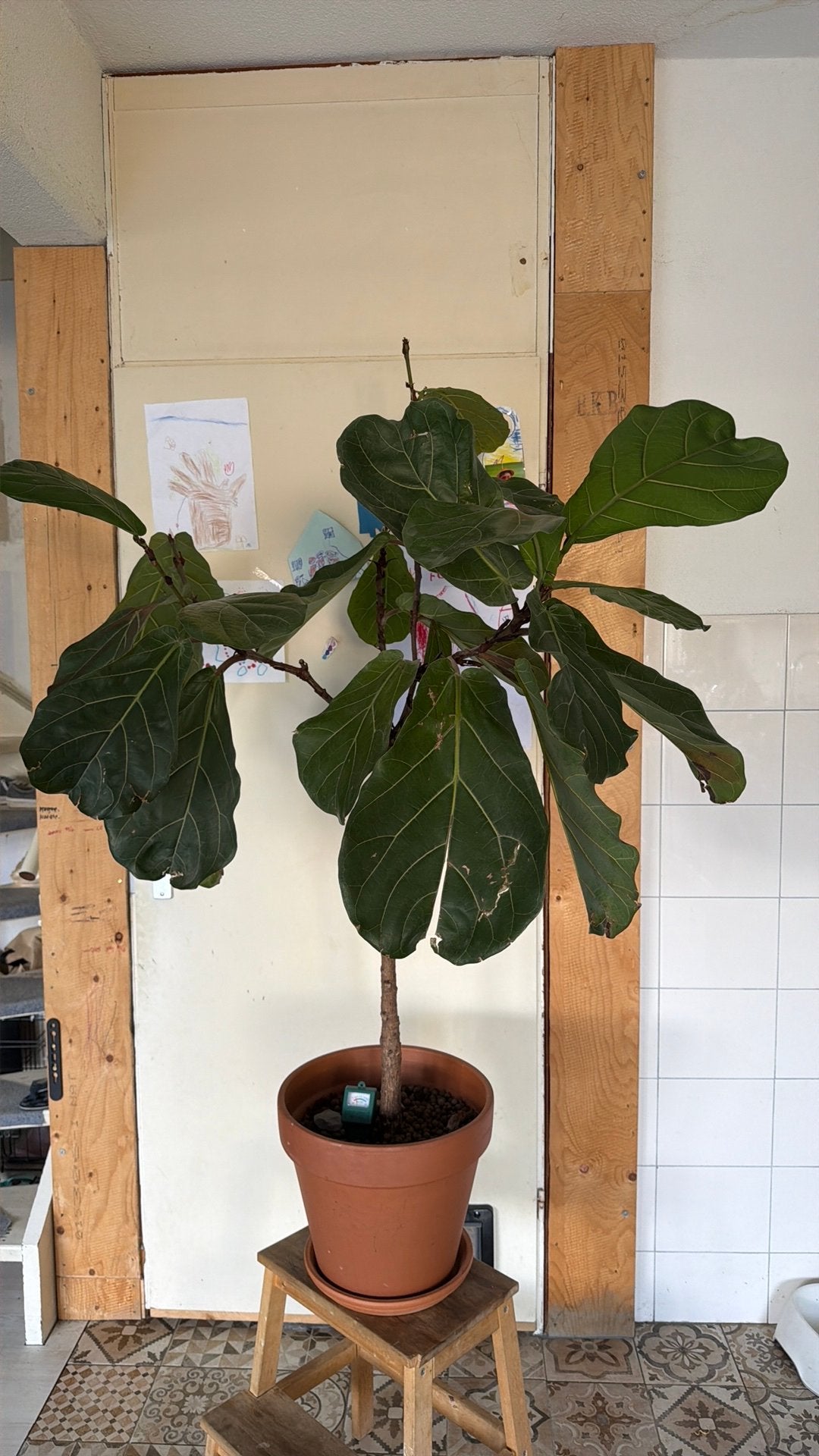 Ficus lurata lion tree, Ophalen