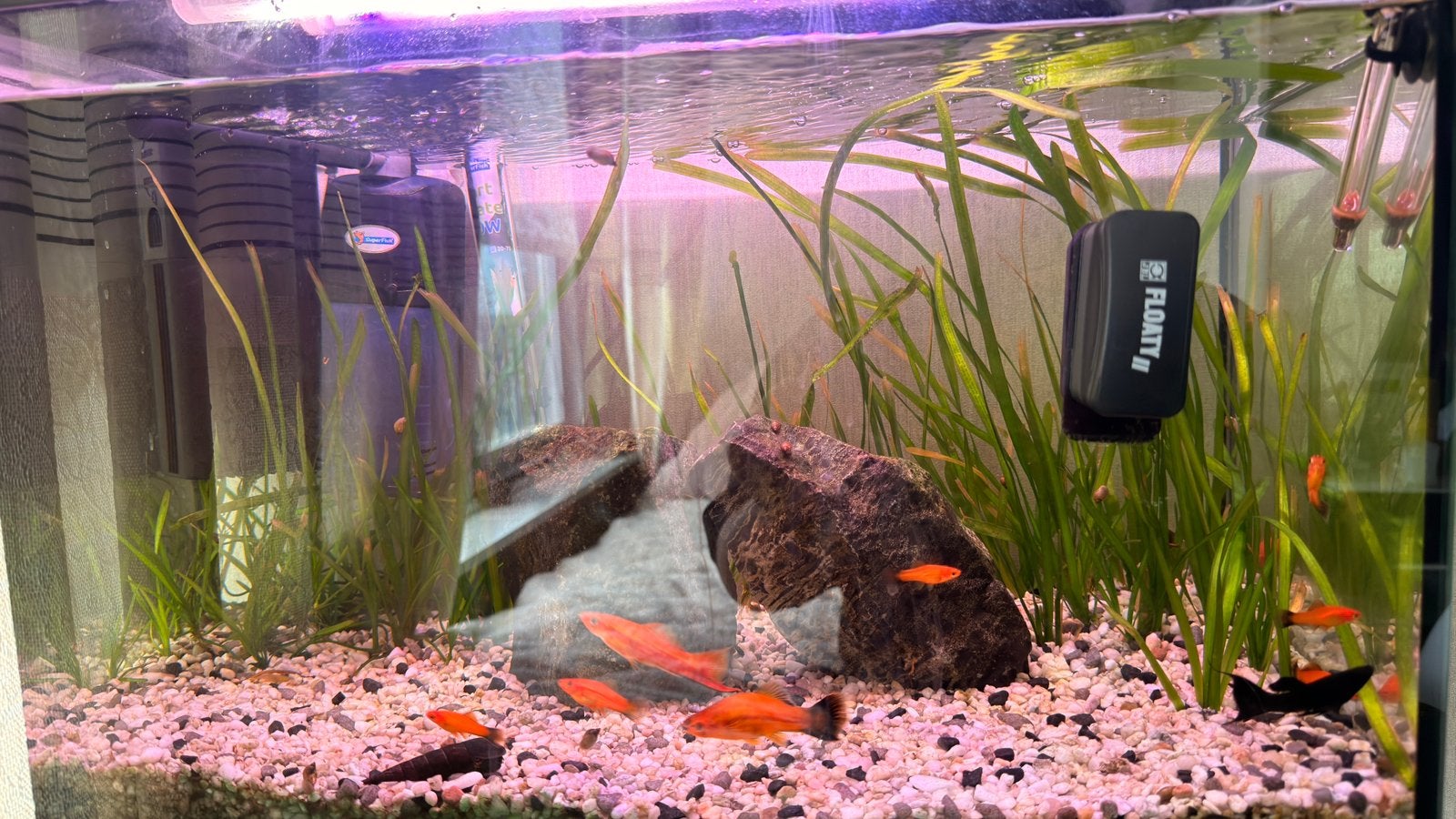 Compleet aquarium inclusief vissen, toebehoren, Dieren en Toebehoren, Ophalen, Zo goed als nieuw, Gevuld zoetwateraquarium