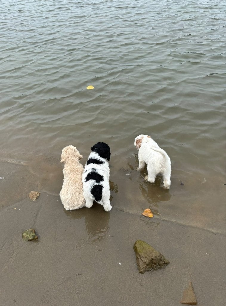Australian Goldendoodle x Labradoodle dubbel doodles double, Parvo, 8 tot 15 weken, Meerdere, Meerdere dieren