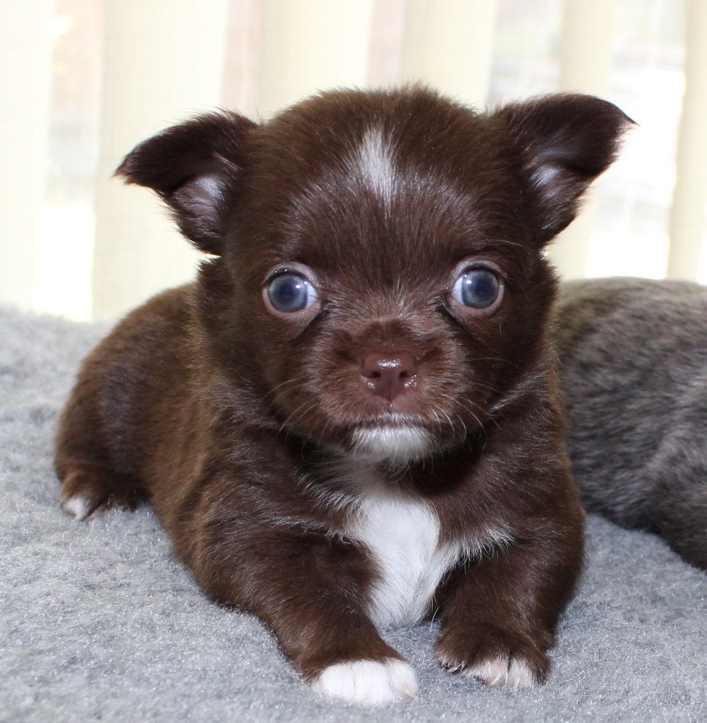 langhaar chihuahua pups, Nederland, 8 tot 15 weken, Meerdere, Meerdere dieren