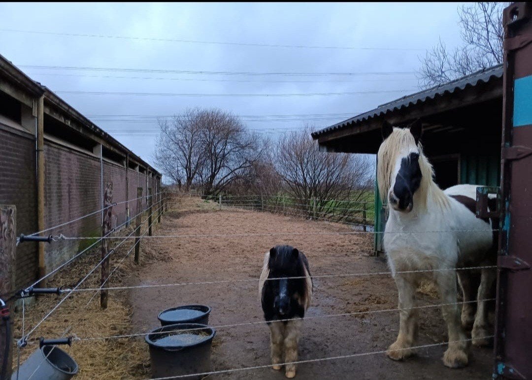 Paardenstalling te huur aangeboden, Weidegang, 2 of 3 paarden of pony's