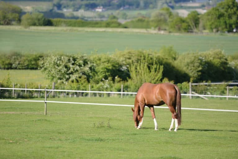 Paardenmeisje/hulp gezocht voor uitmesten weiland paarden, Dieren en Toebehoren, Stalling en Weidegang
