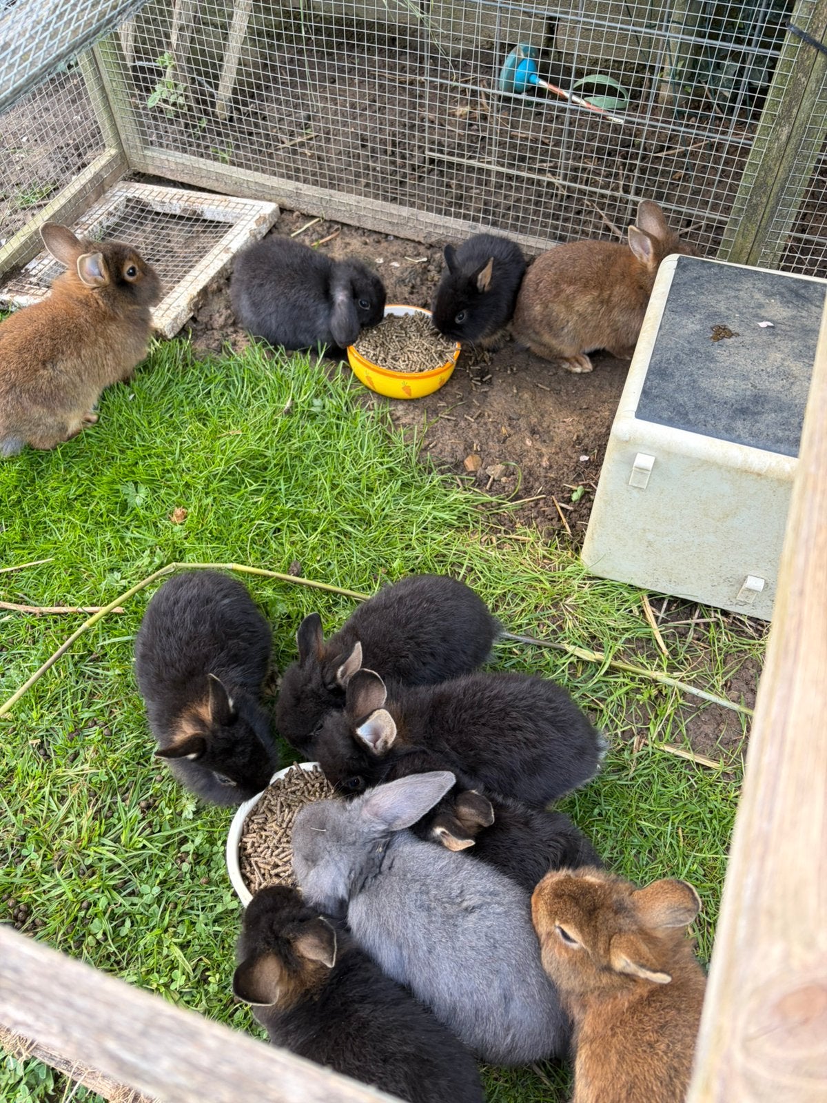 Leeuwenkopjes x black & tan konijntjes, Dieren en Toebehoren, Konijnen, Meerdere dieren, Groot