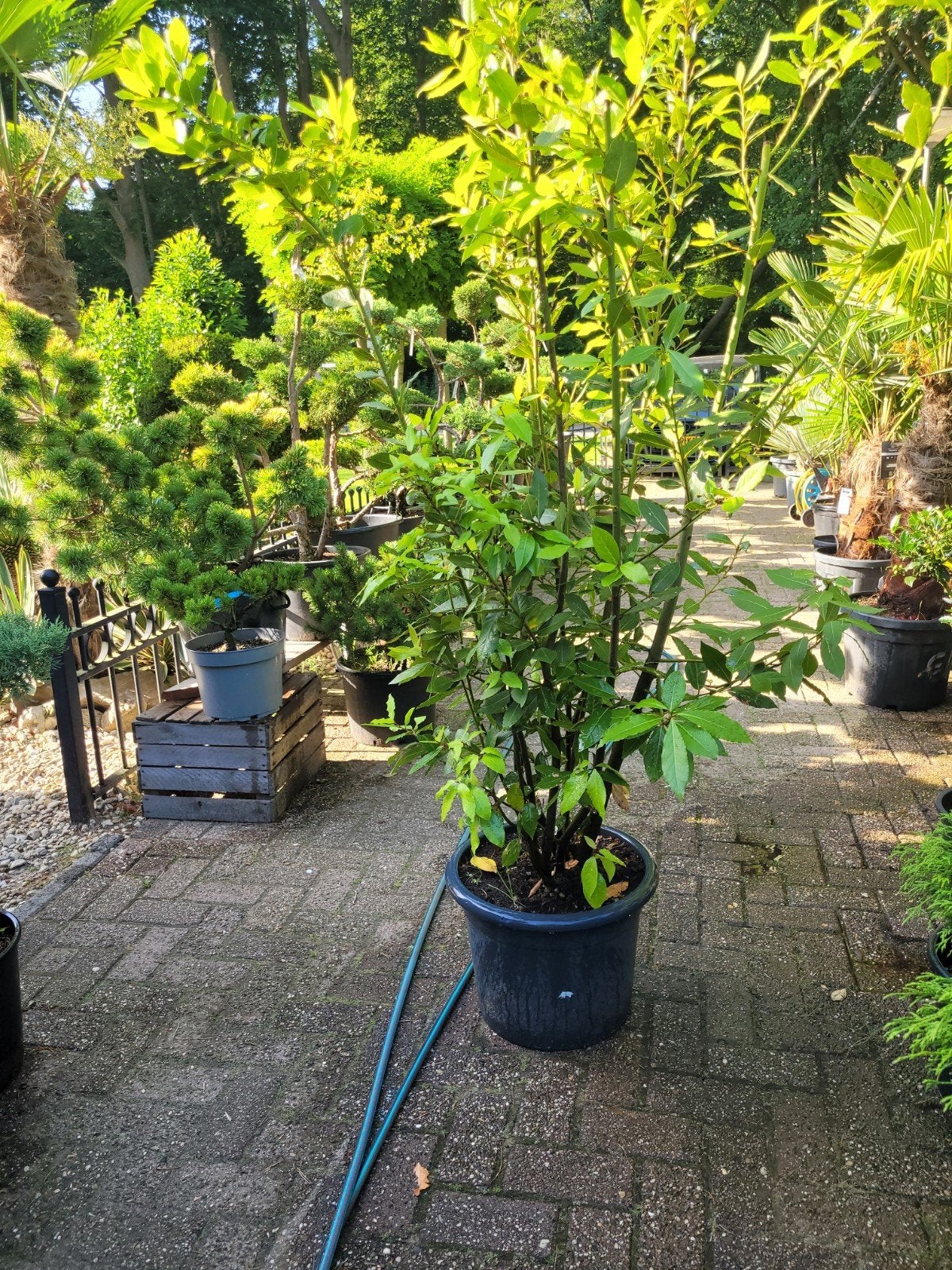 Meerstammige Laurus Nobilis - Laurierboom, Ophalen, Volle zon, Vaste plant, Kruiden