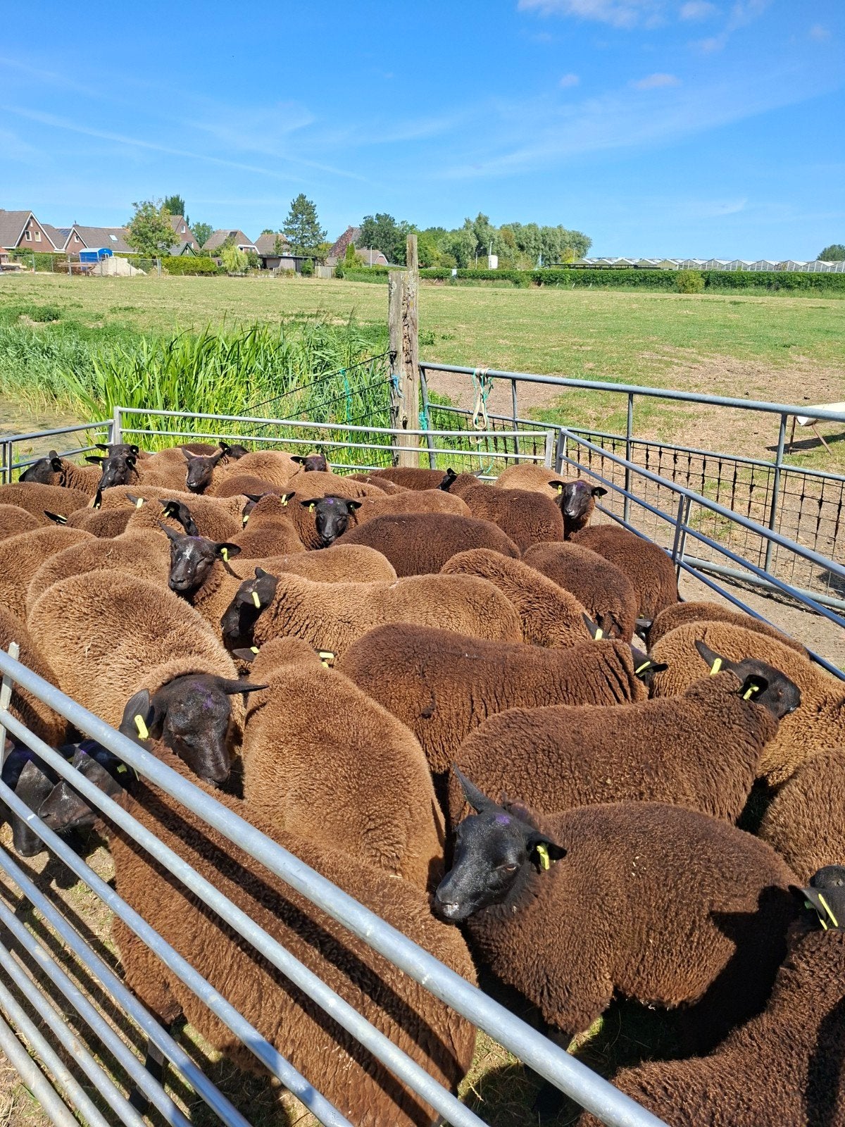 130  weide/ slacht lammeren schapen ram/ooi, Meerdere dieren, Schaap