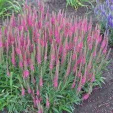 Veronica spicata ar ereprijs, vaste plant, bodembedekker, Ophalen, Vaste plant, Bodembedekkers, Halfschaduw