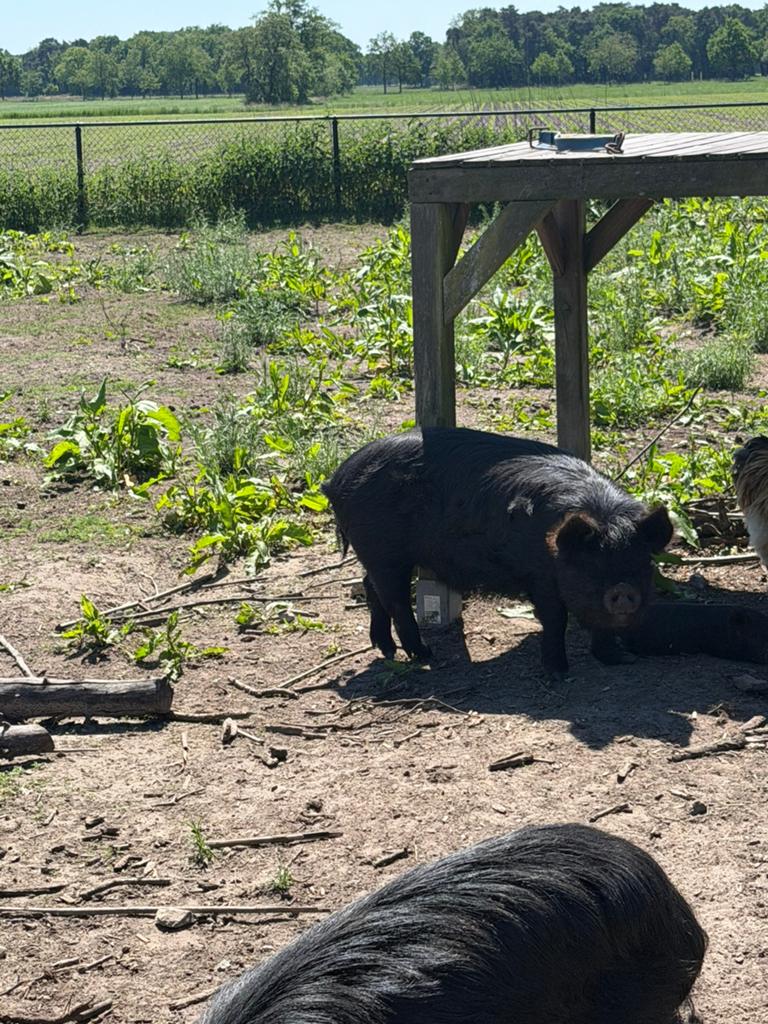 Kune kune borg (3 jaar oud), Mannelijk, Varken