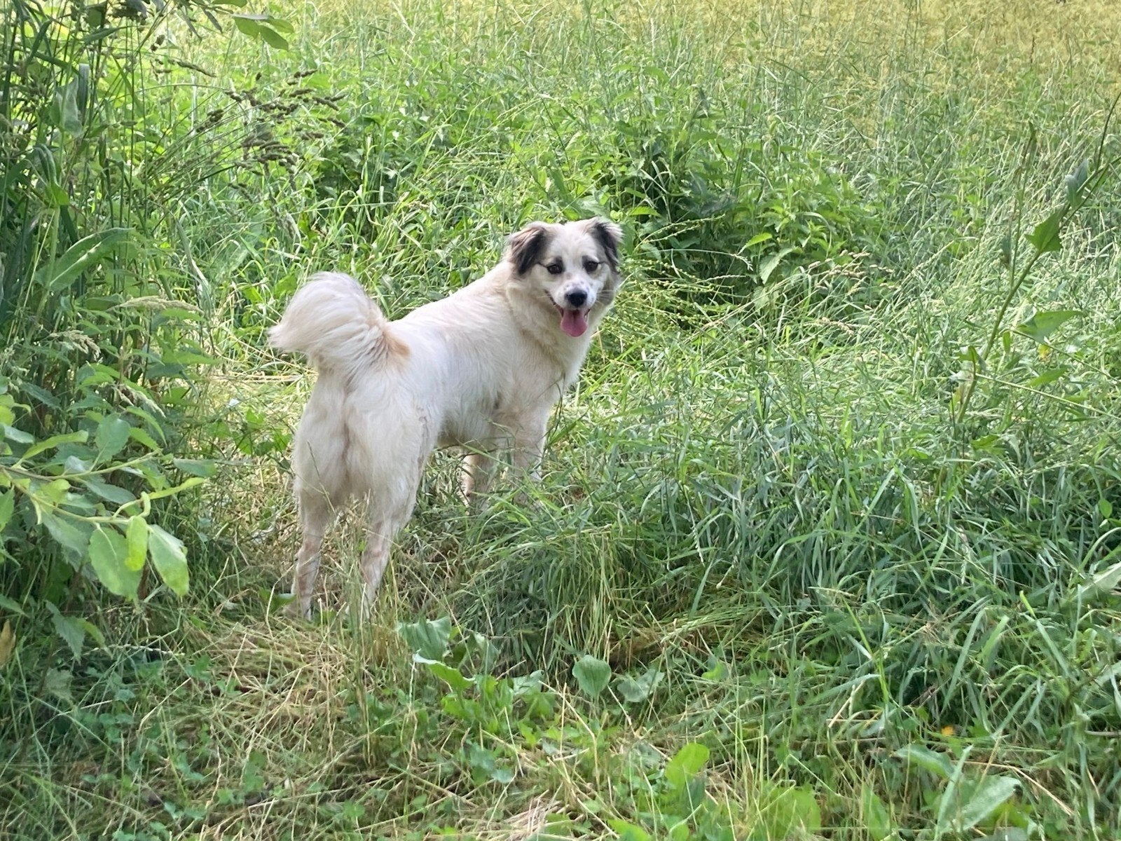Lucy is ter adoptie!, Dieren en Toebehoren, Handelaar, 1 tot 2 jaar, Buitenland, Teef