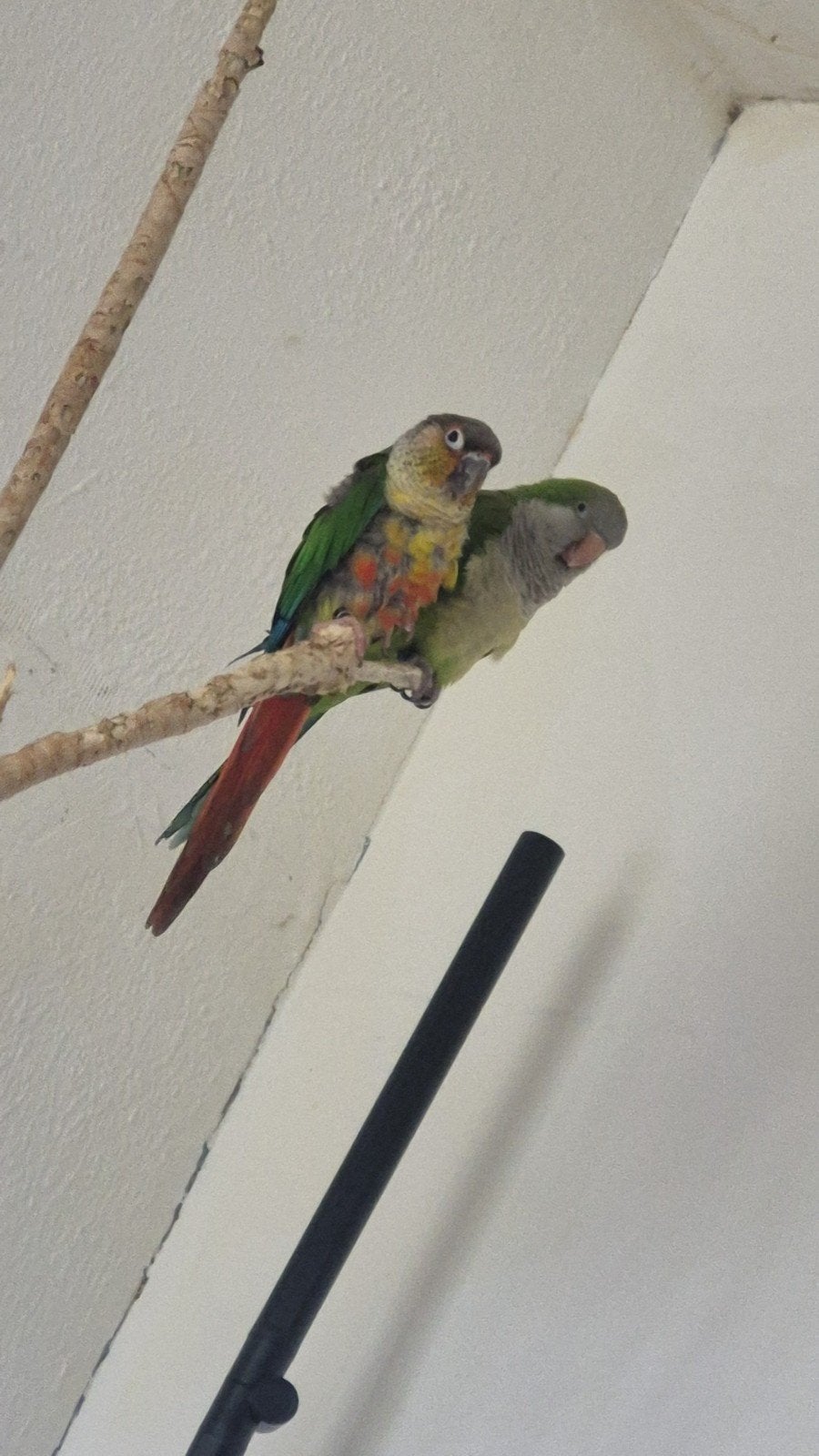 Koppel pyrhurra x muisparkiet 2 en 3 jaar, Dieren en Toebehoren, Vogels | Parkieten en Papegaaien, Meerdere dieren, Papegaai, Pratend