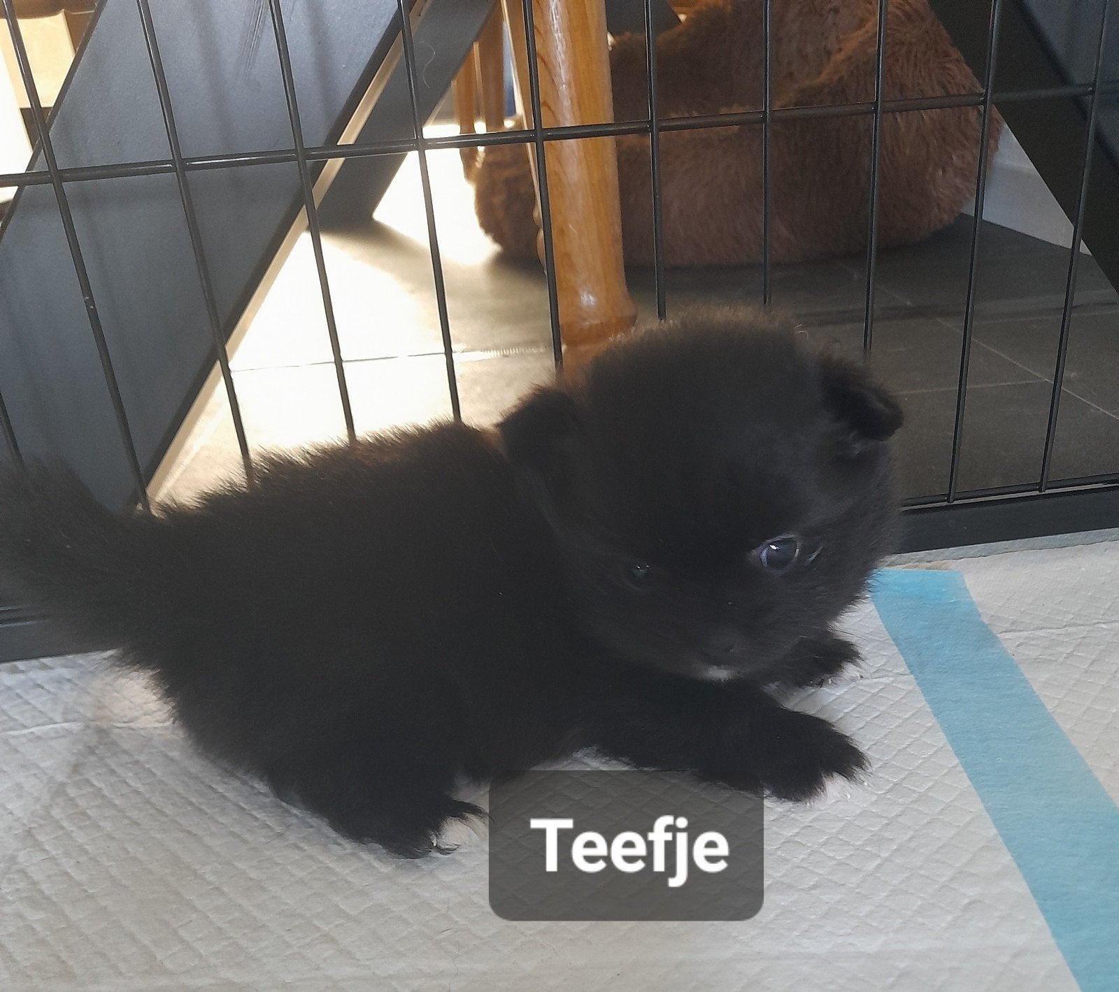 Pomeriaan nog 1 zwart TEEFJE & 1 zwart Reutjes, Dieren en Toebehoren, Honden | Poolhonden, Keeshonden en Oertypen, Keeshond, Meerdere