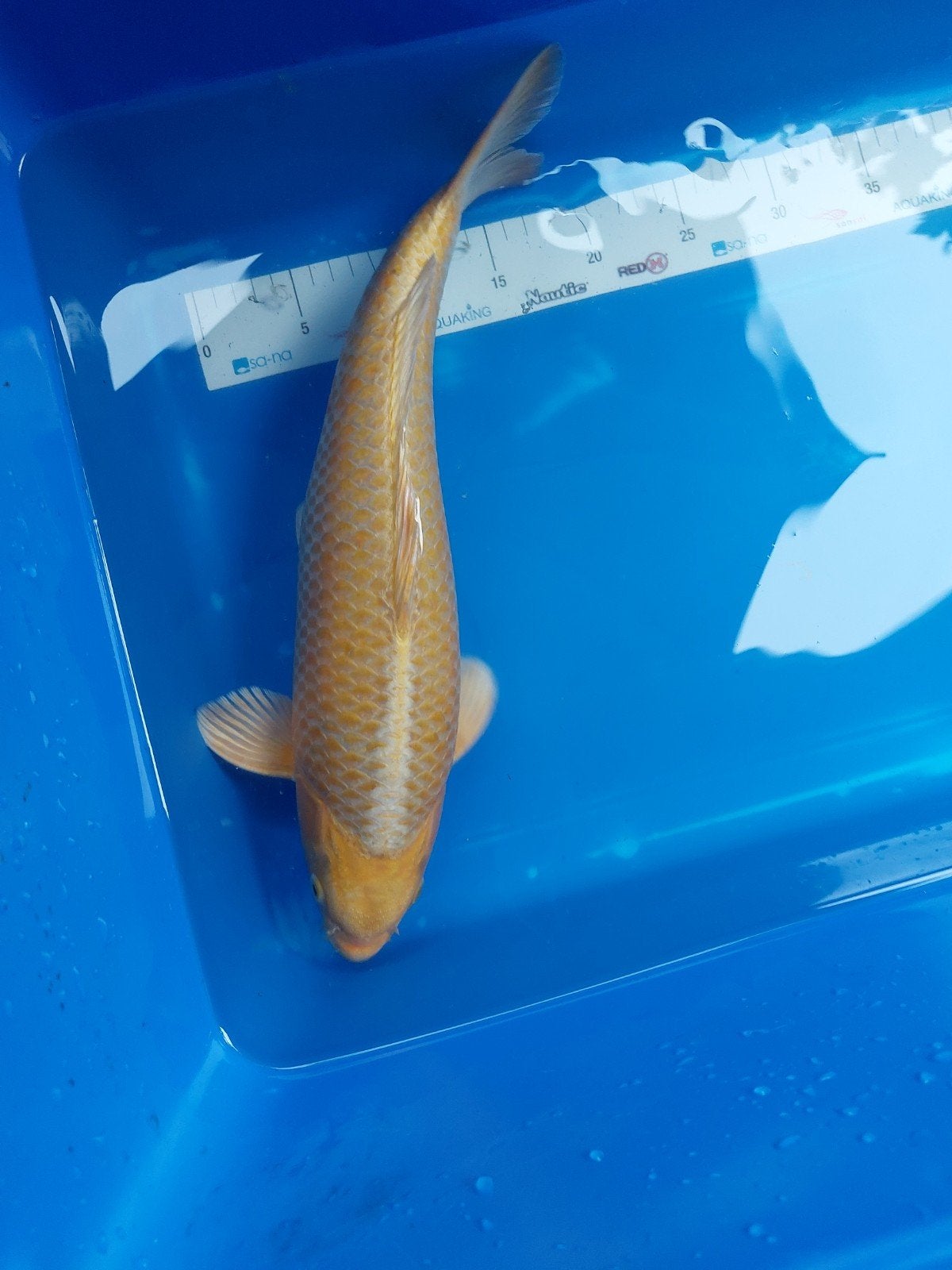 Yamabuki, Dieren en Toebehoren, Vissen | Vijvervissen, Karper of Koi