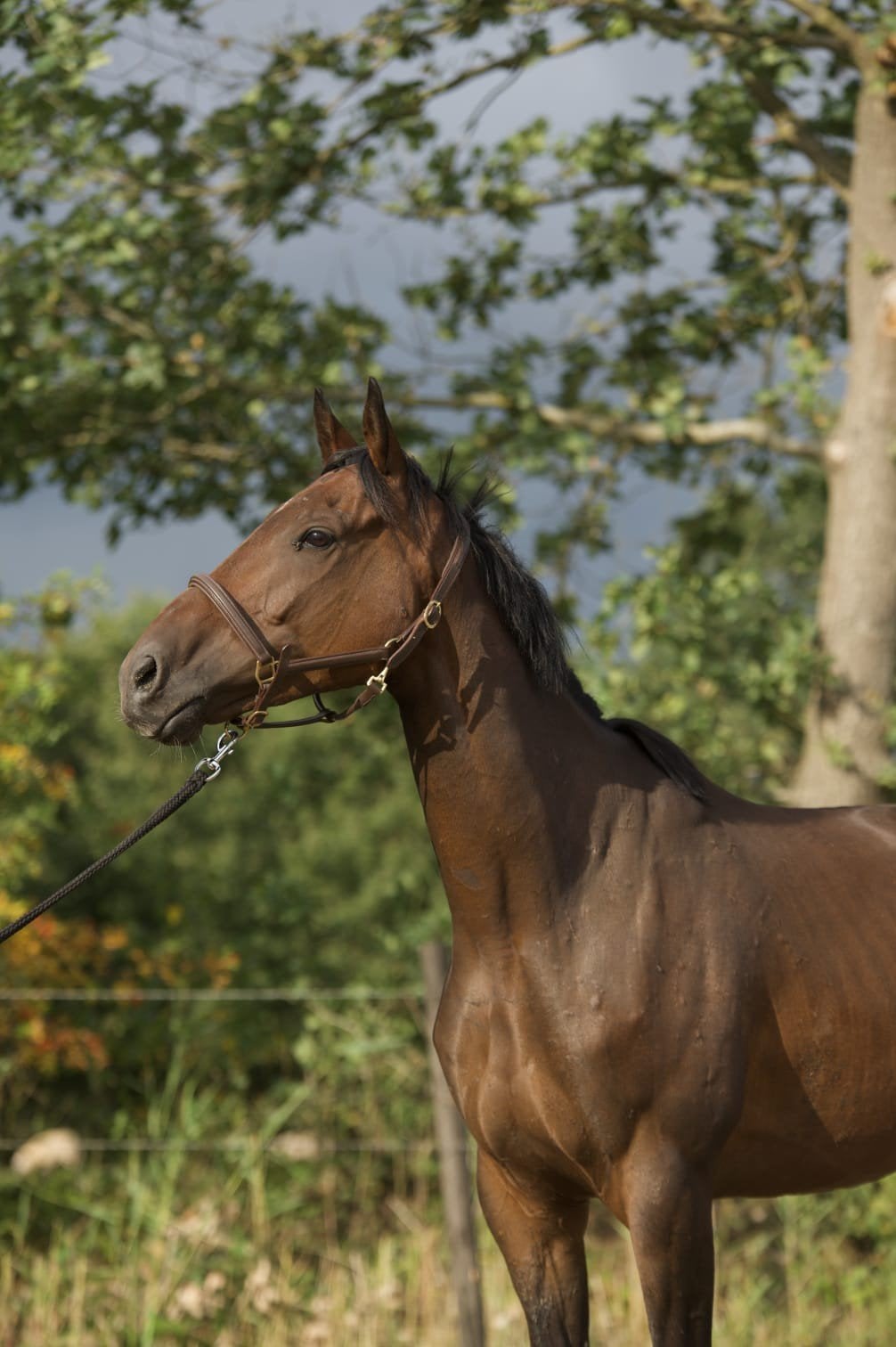 Lieve 5-jarige ruin, Dieren en Toebehoren, Paarden, Ruin, Minder dan 160 cm, 3 tot 6 jaar