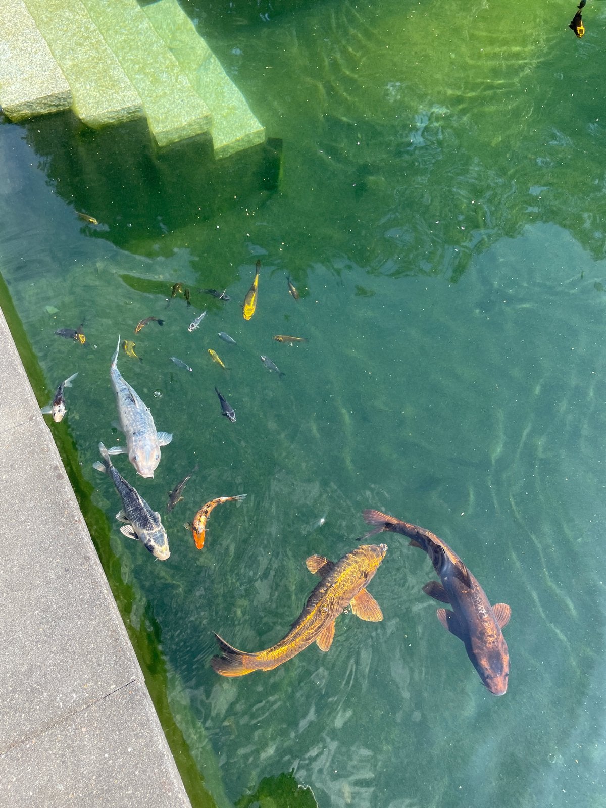 Koikarpers, Dieren en Toebehoren, Vissen | Vijvervissen, Karper of Koi