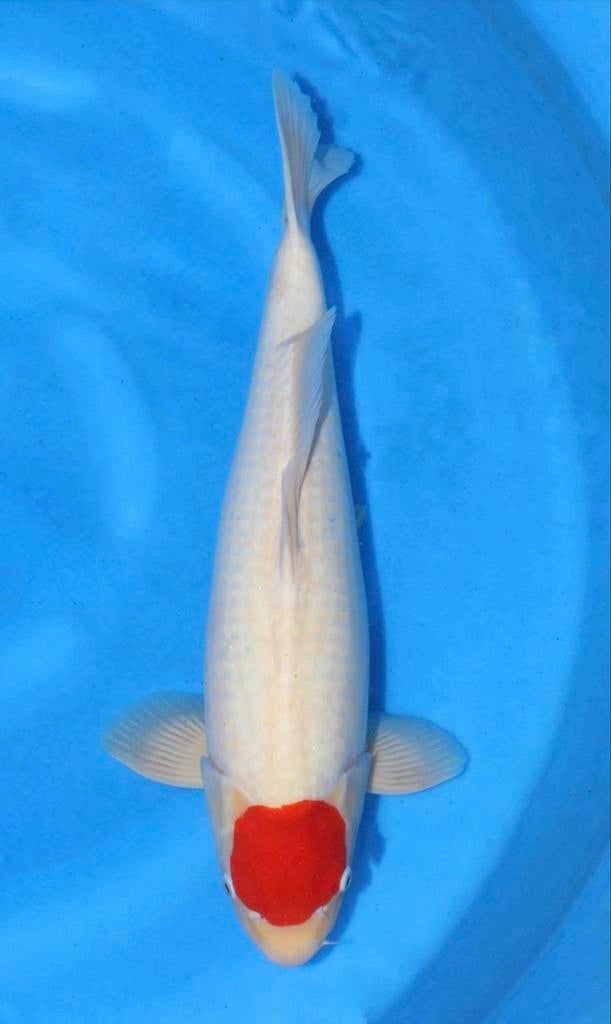 Koi,s Butterfly en koi,s, Dieren en Toebehoren, Karper of Koi