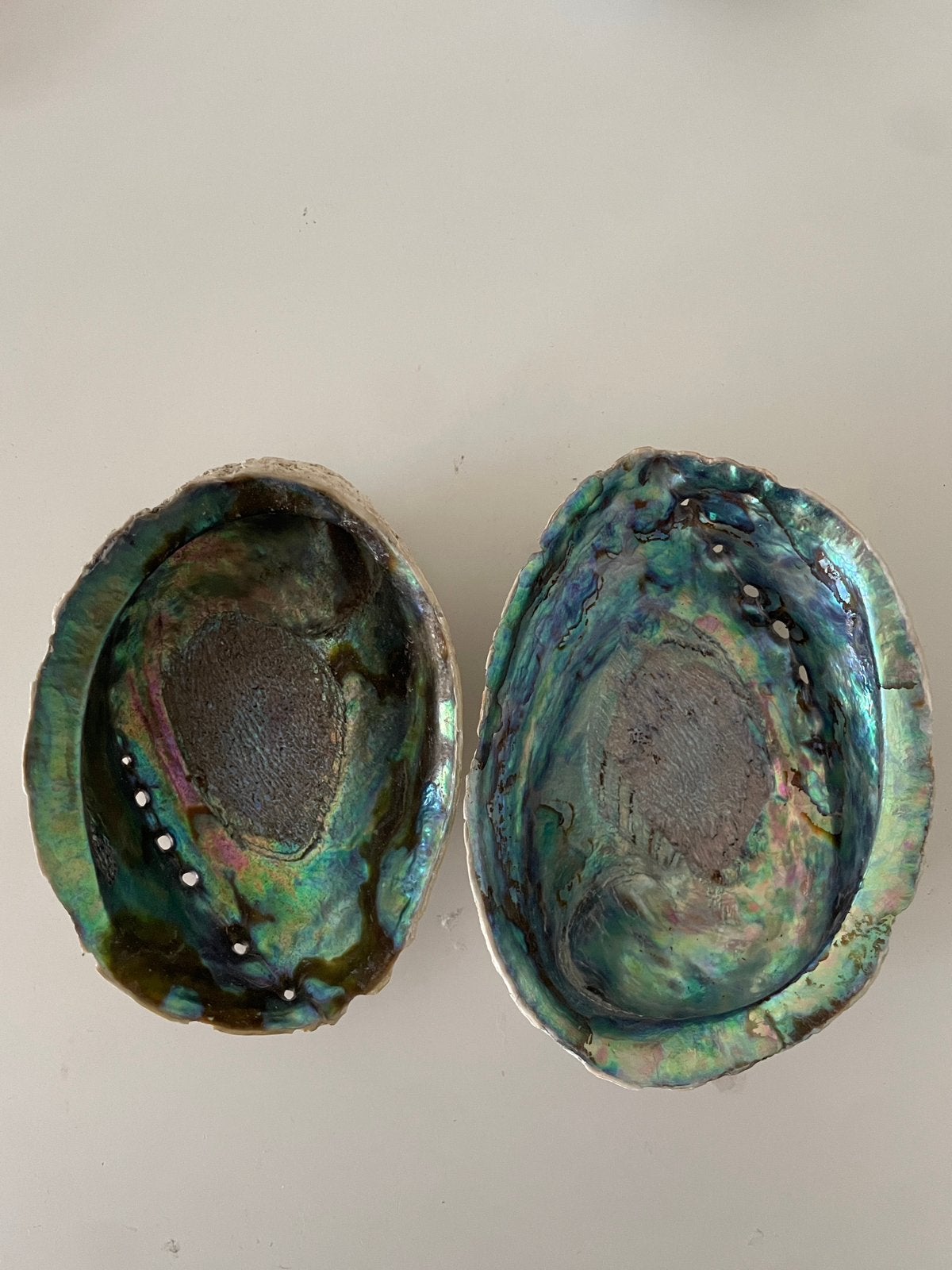 Abalone schelp, Ophalen of Verzenden, Schelp(en)