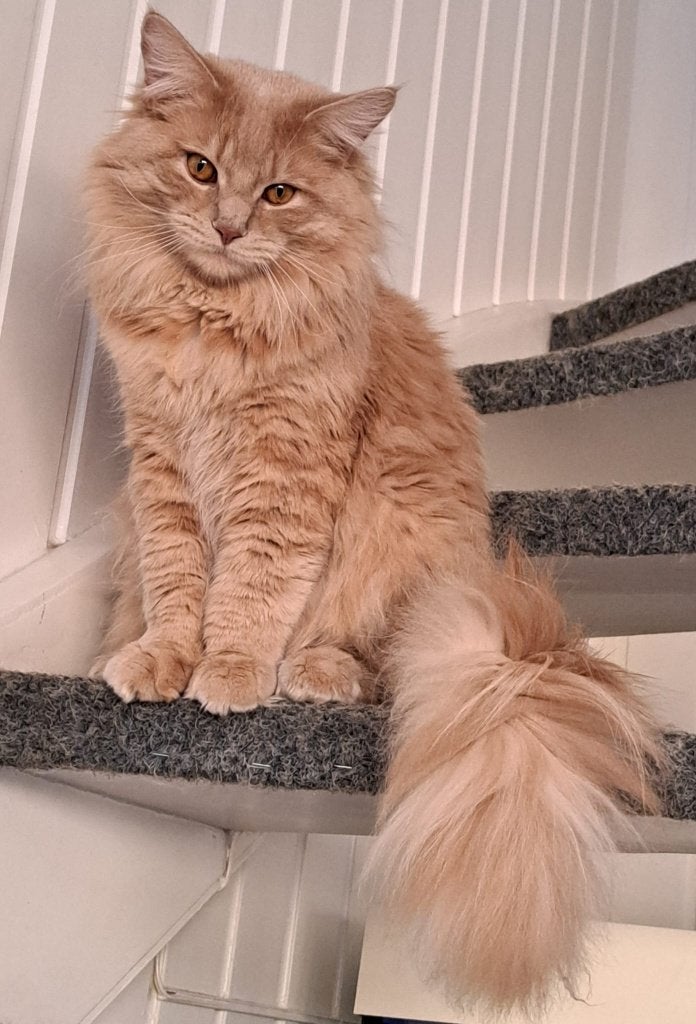 Maine Coon, Kater, Gechipt