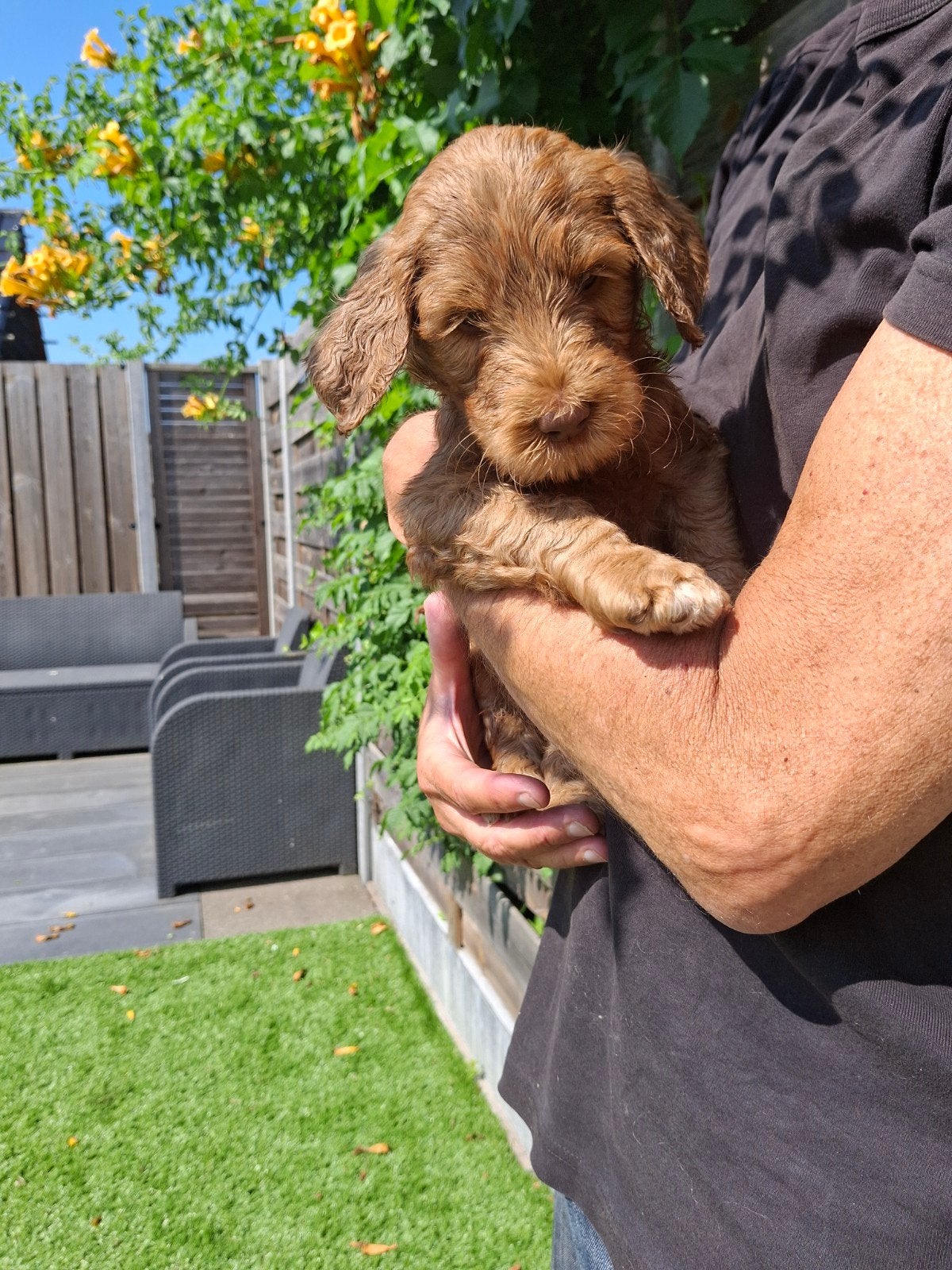 Cooper AUSTRALIAN COBBERDOG reutje, Dieren en Toebehoren, Honden | Retrievers, Spaniëls en Waterhonden, Parvo, 8 tot 15 weken