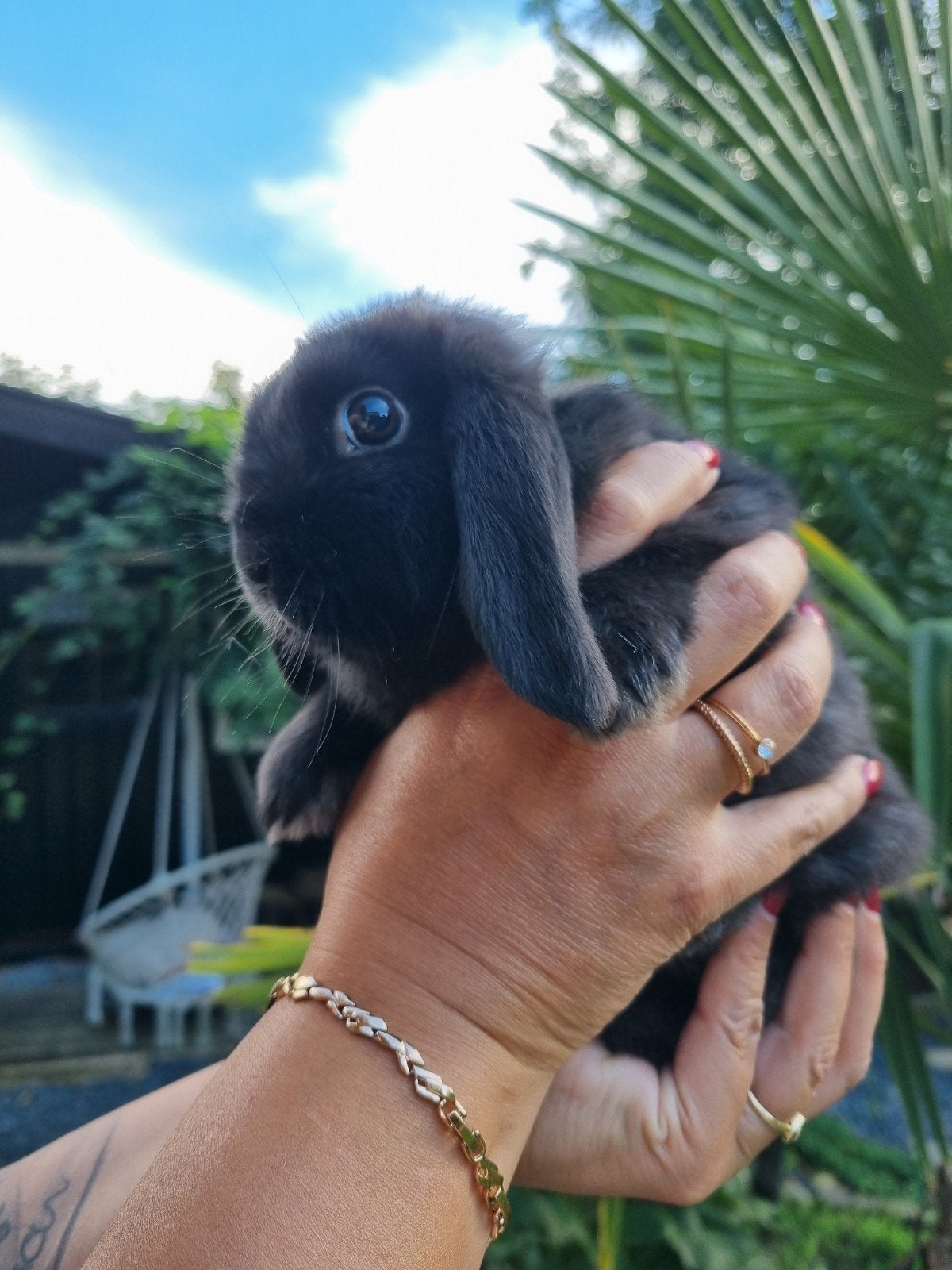 hangoor konijntjes nl, Dieren en Toebehoren, Meerdere dieren, Hangoor